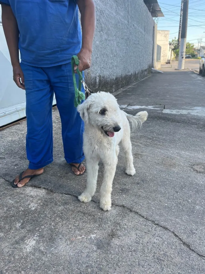 Cachorro ra a Desconheço  idade 7 a 11 meses nome Galego