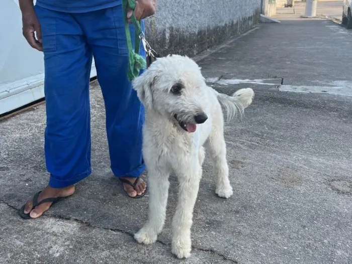 Cachorro ra a Desconheço  idade 7 a 11 meses nome Galego