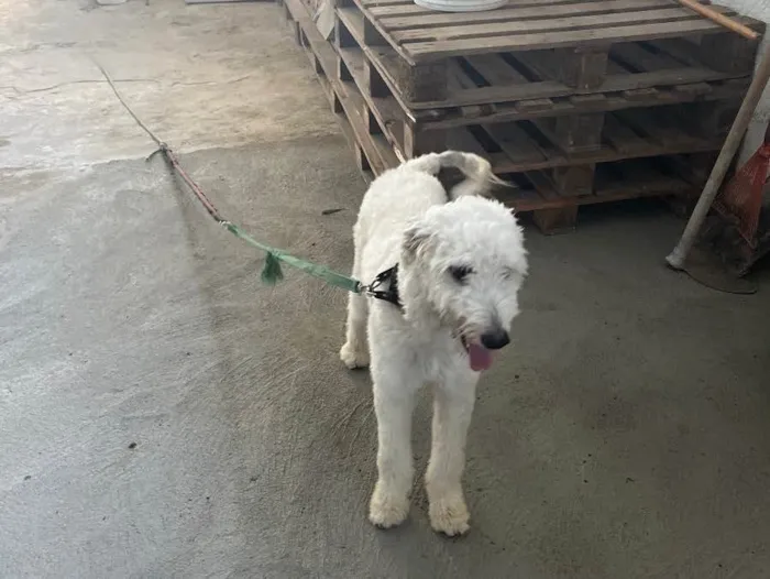 Cachorro ra a Desconheço  idade 7 a 11 meses nome Galego