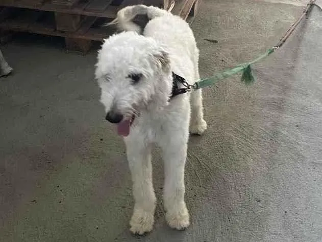 Cachorro ra a Desconheço  idade 7 a 11 meses nome Galego