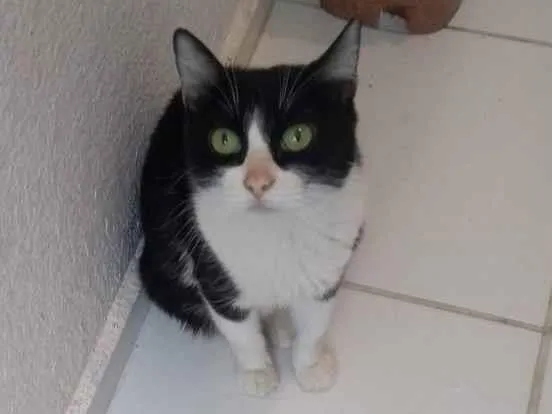 Gato ra a Normal idade 4 anos nome Lola