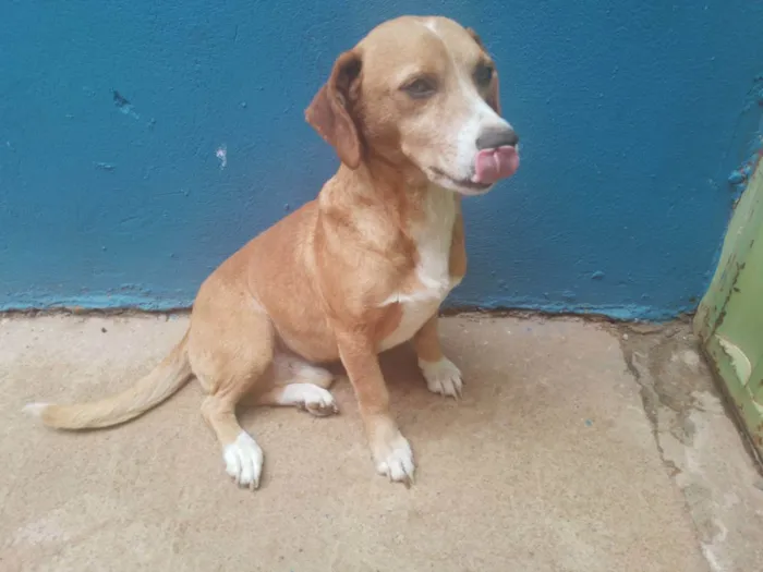 Cachorro ra a Srd idade 6 ou mais anos nome Marley
