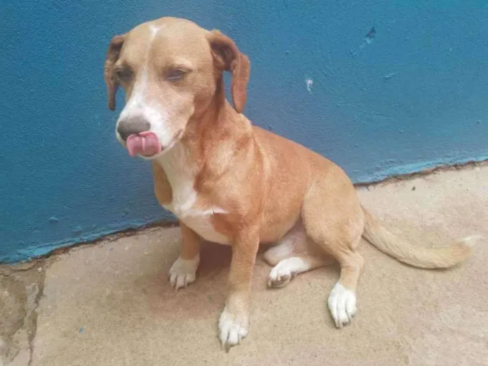 Cachorro ra a Srd idade 6 ou mais anos nome Marley