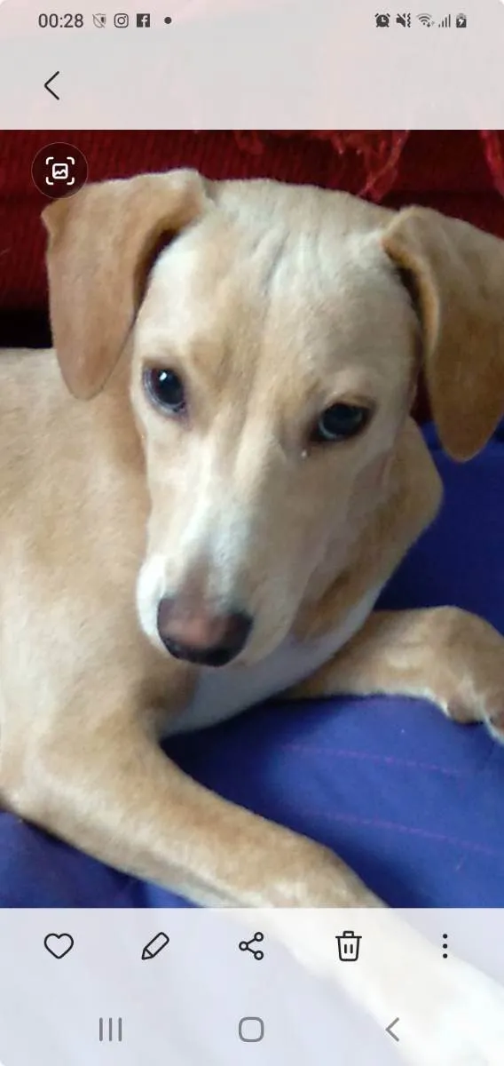 Cachorro ra a Srd idade 7 a 11 meses nome Pandora