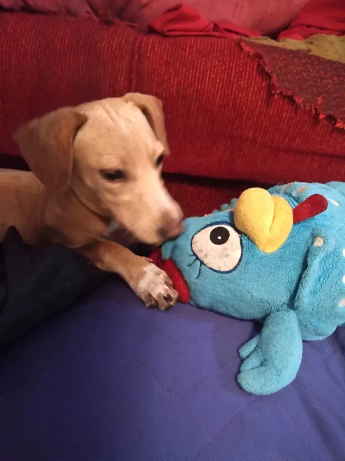 Cachorro ra a Srd idade 7 a 11 meses nome Pandora
