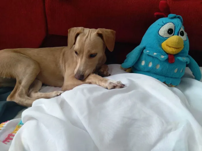 Cachorro ra a Srd idade 7 a 11 meses nome Pandora