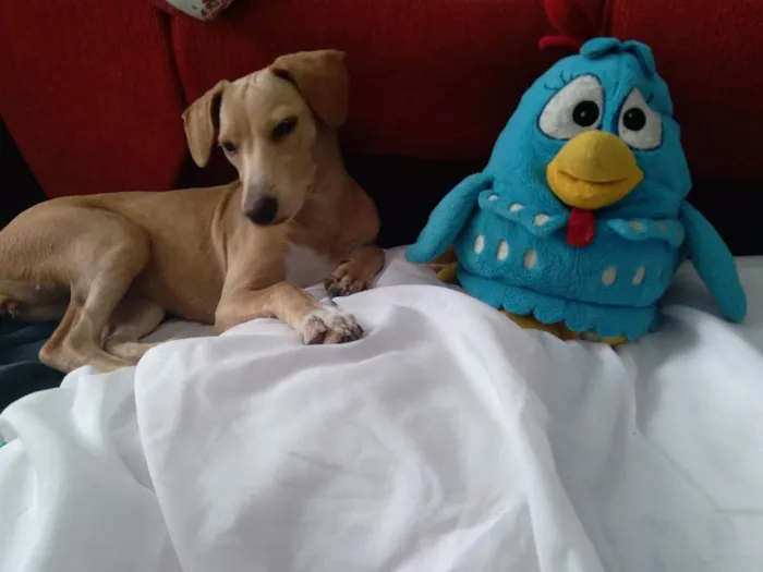 Cachorro ra a Srd idade 7 a 11 meses nome Pandora