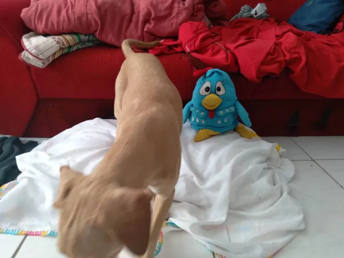 Cachorro ra a Srd idade 7 a 11 meses nome Pandora