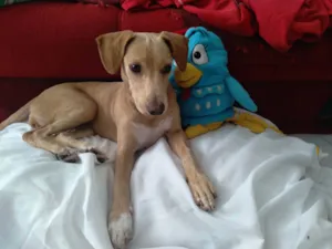 Cachorro raça Srd idade 7 a 11 meses nome Pandora