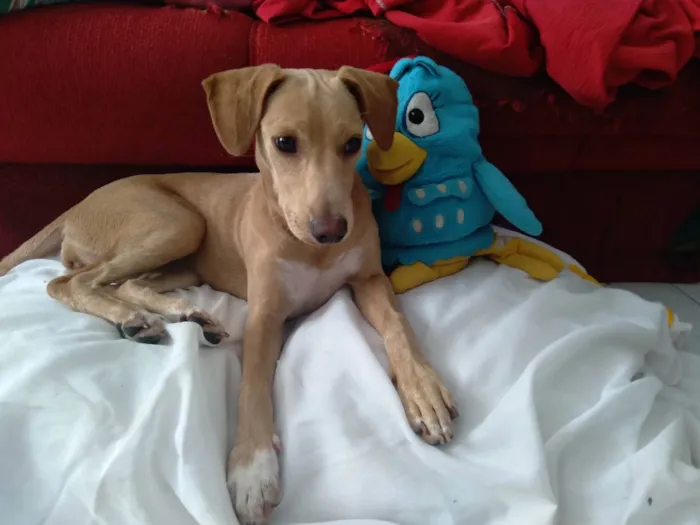 Cachorro ra a Srd idade 7 a 11 meses nome Pandora