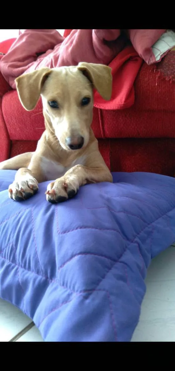 Cachorro ra a Srd idade 7 a 11 meses nome Pandora