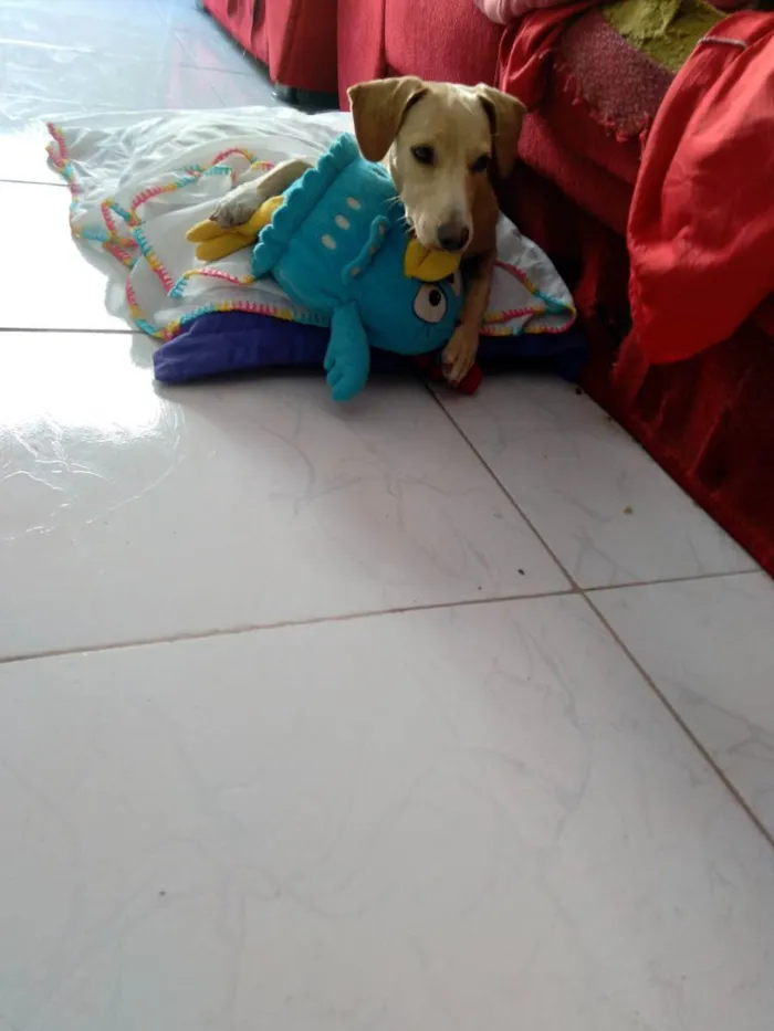 Cachorro ra a Srd idade 7 a 11 meses nome Pandora