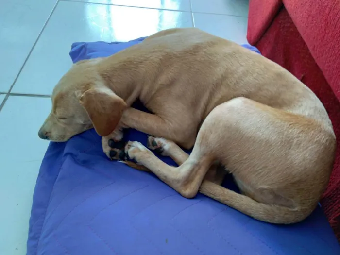 Cachorro ra a Srd idade 7 a 11 meses nome Pandora