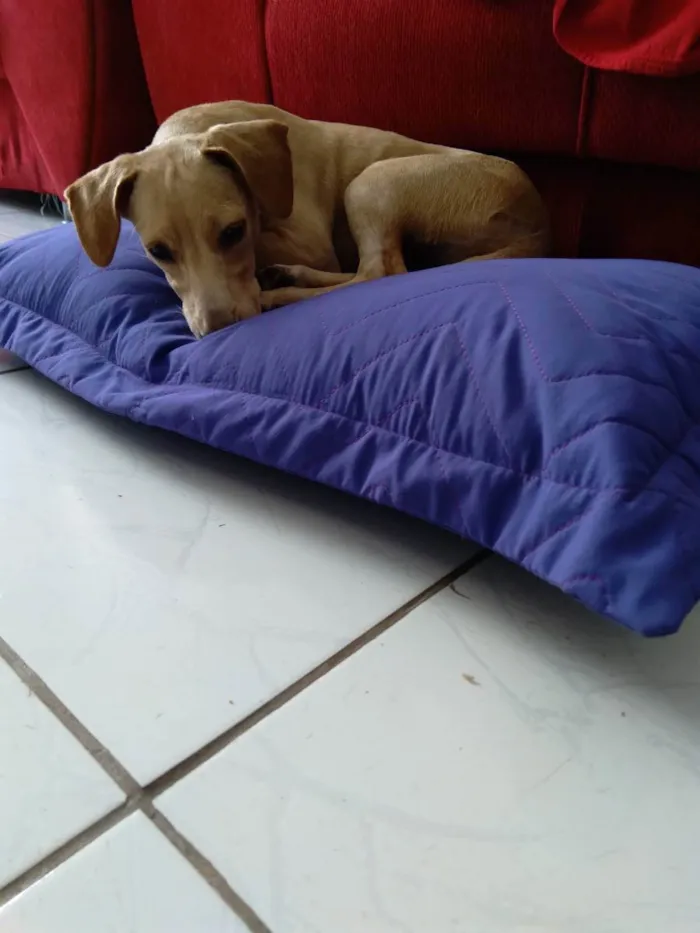 Cachorro ra a Srd idade 7 a 11 meses nome Pandora
