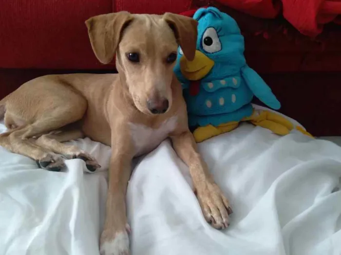 Cachorro ra a Srd idade 7 a 11 meses nome Pandora