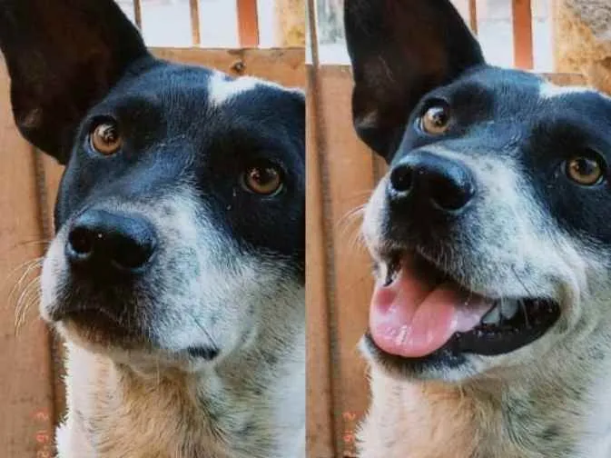 Cachorro ra a Não sei idade 3 anos nome Não tem nome 