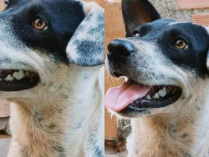 Cachorro ra a Não sei idade 3 anos nome Não tem nome 