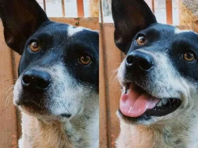 Cachorro ra a Não sei idade 3 anos nome Não tem nome 