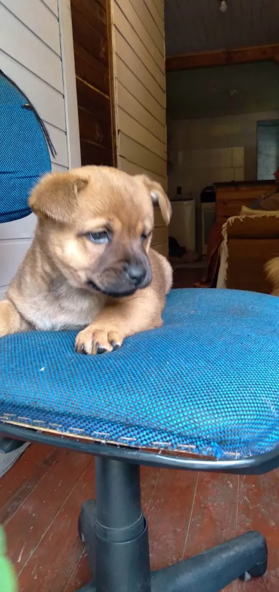 Cachorro ra a vira lata  idade 2 a 6 meses nome Sem nome 