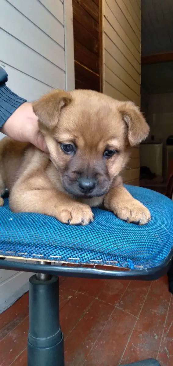 Cachorro ra a vira lata  idade 2 a 6 meses nome Sem nome 