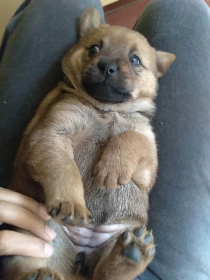 Cachorro ra a vira lata  idade 2 a 6 meses nome Sem nome 