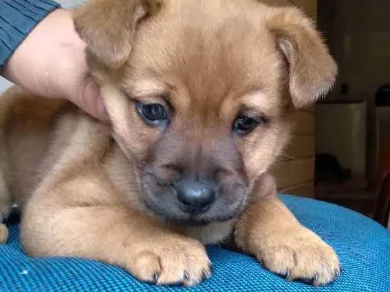 Cachorro ra a vira lata  idade 2 a 6 meses nome Sem nome 