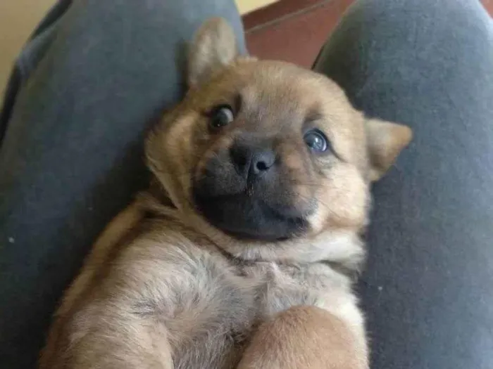 Cachorro ra a vira lata  idade 2 a 6 meses nome Sem nome 