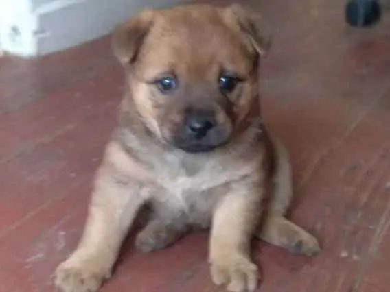 Cachorro ra a vira lata  idade 2 a 6 meses nome Sem nome 