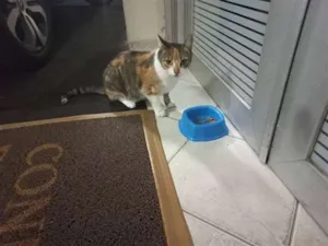 Gato raça  idade 5 anos nome Amorzinha