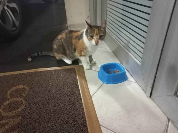 Gato ra a  idade 5 anos nome Amorzinha