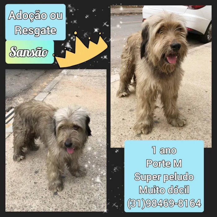 Cachorro raça SRD idade 1 ano nome Sansão 