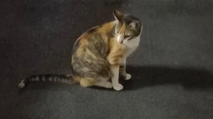 Gato ra a  idade 5 anos nome Amorzinha