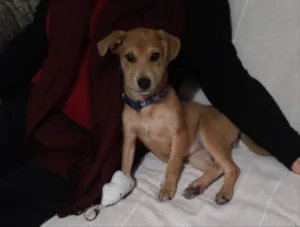 Cachorro raça SDR idade 2 a 6 meses nome Nala 