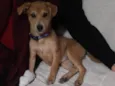 Nala 