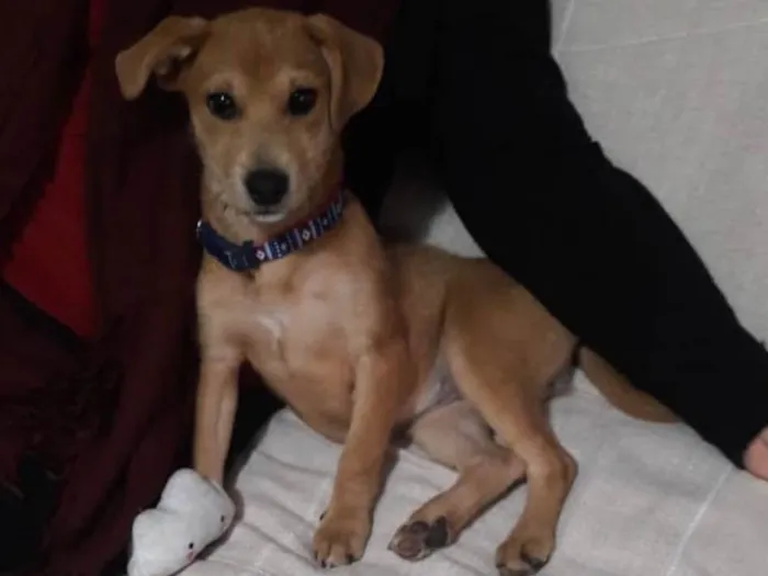 Cachorro ra a SDR idade 2 a 6 meses nome Nala 