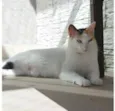 DÁLIA