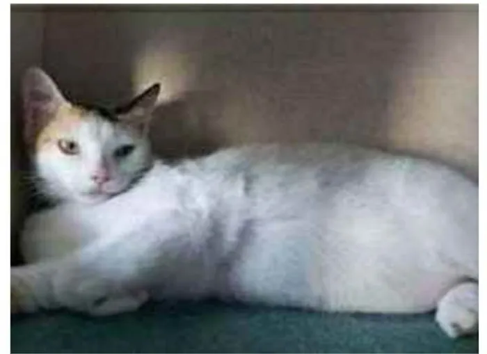 Gato ra a srd tricolor idade 7 a 11 meses nome DÁLIA