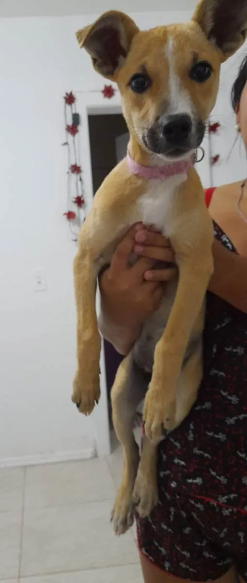 Cachorro ra a Vira lata  idade 7 a 11 meses nome Mel