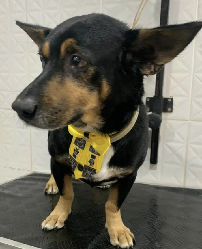 Cachorro ra a Mestiço  idade 5 anos nome Luke 