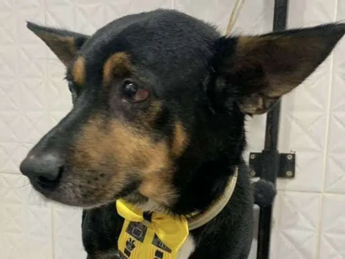 Cachorro ra a Mestiço  idade 5 anos nome Luke 