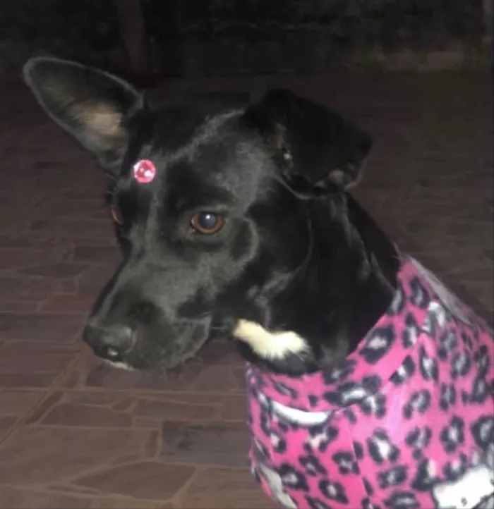 Cachorro ra a Mestiça  idade 7 a 11 meses nome Pretinha 