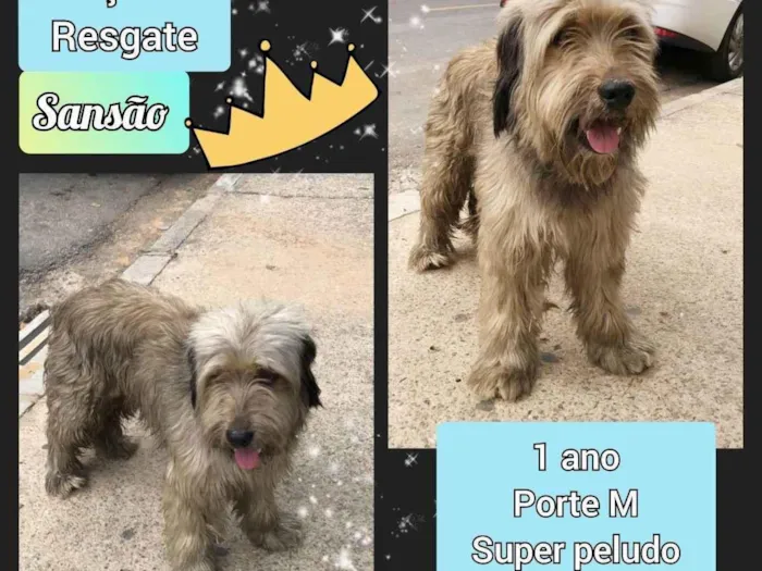 Cachorro raça SRD idade 1 ano nome Sansão 