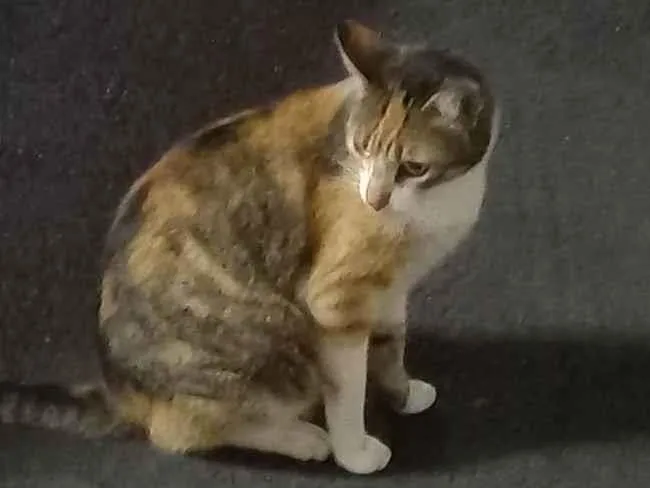 Gato ra a  idade 5 anos nome Amorzinha