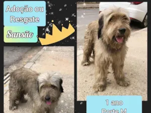Cachorro raça SRD idade 1 ano nome Sansão 