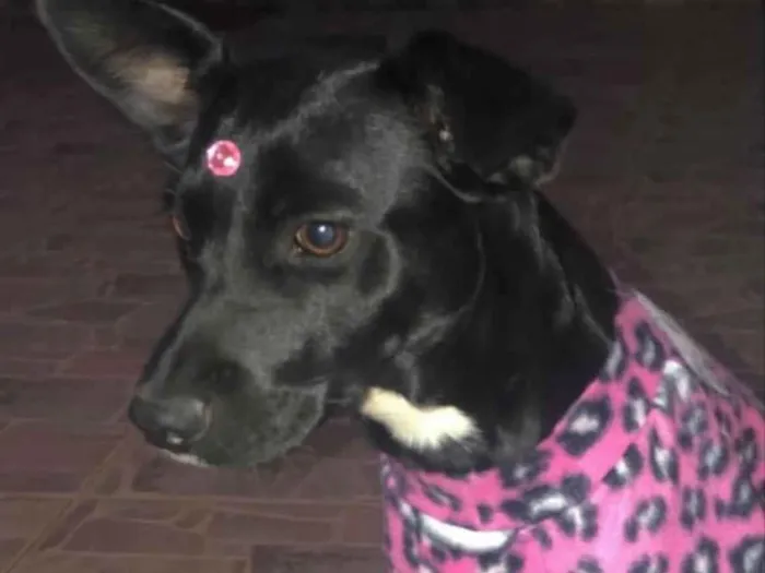 Cachorro ra a Mestiça  idade 7 a 11 meses nome Pretinha 