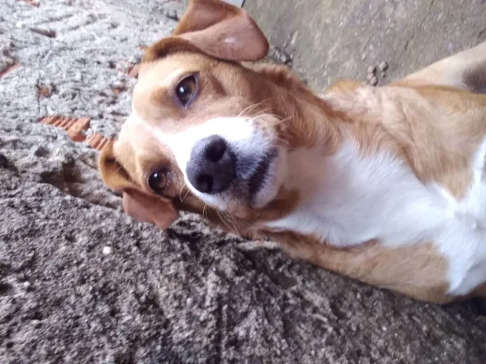 Cachorro ra a Srd idade 6 ou mais anos nome Marley