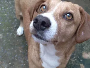 Cachorro raça Srd idade 6 ou mais anos nome Marley
