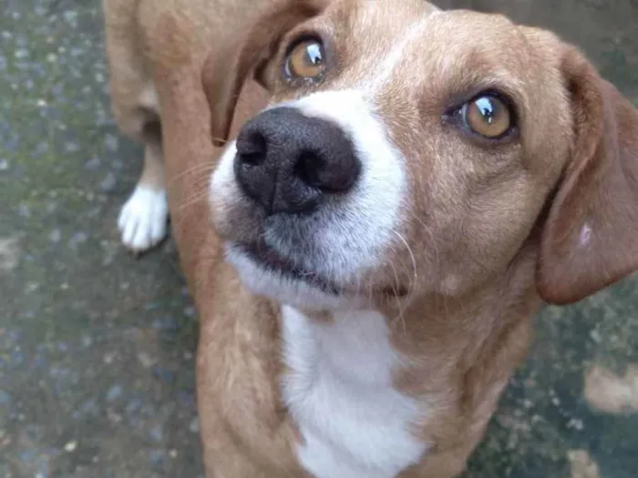 Cachorro ra a Srd idade 6 ou mais anos nome Marley