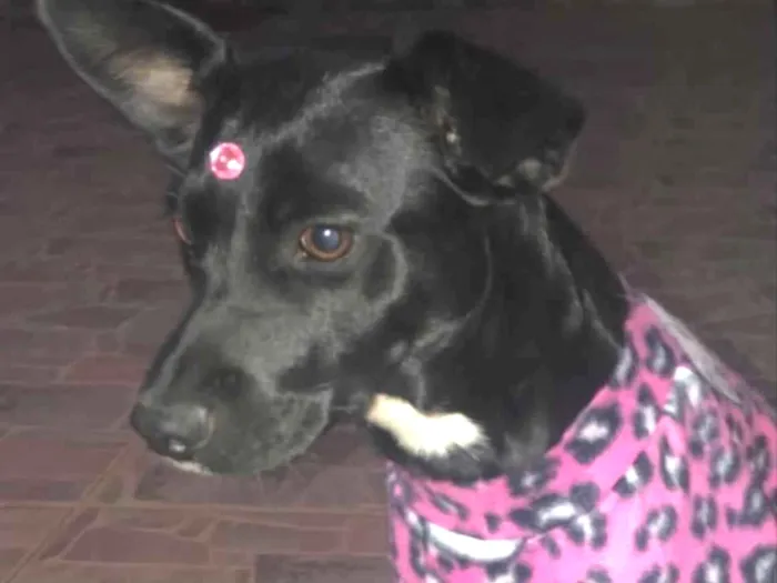 Cachorro ra a Mestiça  idade 7 a 11 meses nome Pretinha 