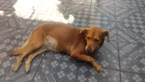 Cachorro raça Vira lata  idade 6 ou mais anos nome Samira